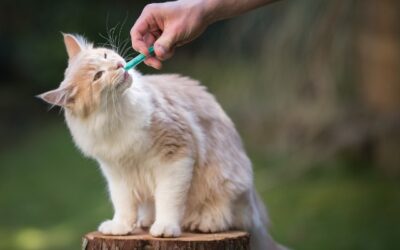 Learn How To Medicate Your Cat The Hassle-Complimentary Way!